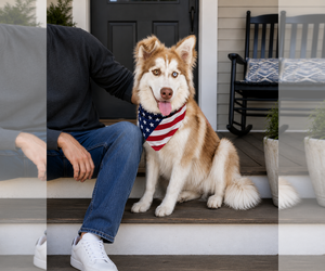 Border Collie-Unknown Mix Dogs for adoption in Mt. Laurel, NJ, USA