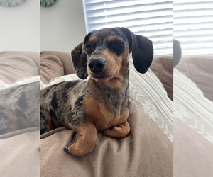 Mother of the Dachshund puppies born on 06/10/2025