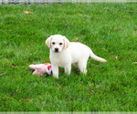Small #1 Labrador Retriever