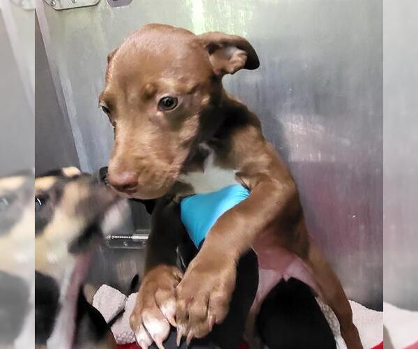 Medium Photo #1 American Staffordshire Terrier-Unknown Mix Puppy For Sale in San Antonio, TX, USA