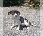 Small Basset Hound-German Shorthaired Pointer Mix