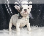 Small #5 French Bulldog
