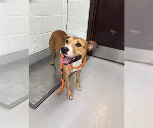 American Pit Bull Terrier Dogs for adoption in Corpus Christi, TX, USA