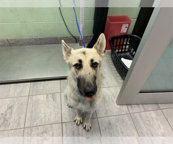 Medium Photo #1 German Shepherd Dog-Unknown Mix Puppy For Sale in Grand Prairie, TX, USA