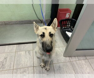 German Shepherd Dog-Unknown Mix Dogs for adoption in Grand Prairie, TX, USA