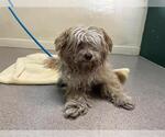 Small Maltipoo