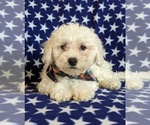 Small Photo #4 Bichon Frise Puppy For Sale in NOTTINGHAM, PA, USA