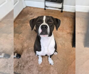 American Pit Bull Terrier-Labrador Retriever Mix Dogs for adoption in Bolivar, MO, USA