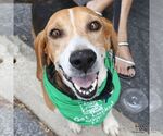 Small #3 Beagle Mix