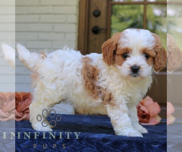 Medium Photo #3 Cavapoo (Miniature) Puppy For Sale in NARVON, PA, USA