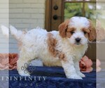 Small #2 Cavapoo (Miniature)