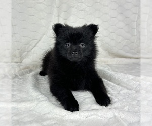 Pomeranian Puppy for sale in FRANKLIN, IN, USA