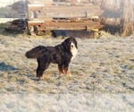 Small #7 Bernese Mountain Dog