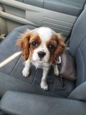 Cavalier King Charles Spaniel Puppy for sale in LONE JACK, MO, USA