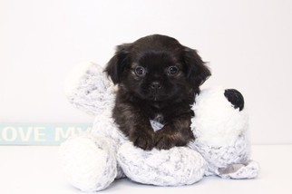 Shinese Puppy for sale in NAPLES, FL, USA