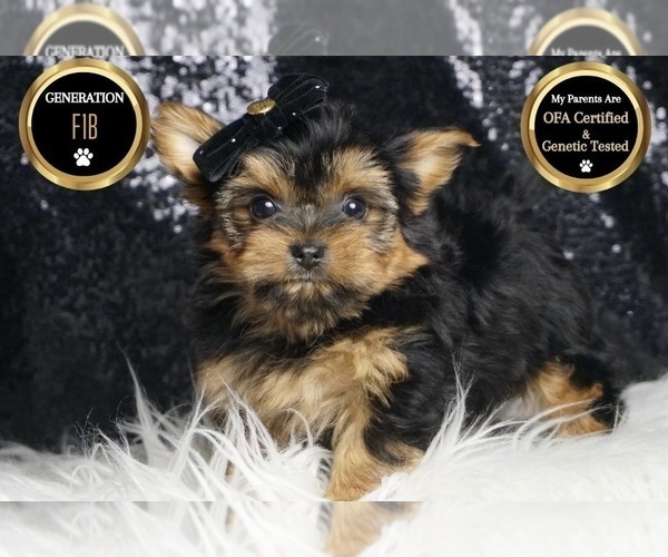 Medium Photo #41 Morkie Puppy For Sale in WARSAW, IN, USA