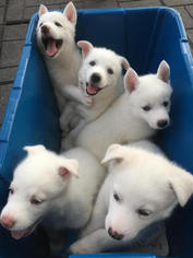 Siberian Husky Puppy for sale in RICHMOND, TX, USA