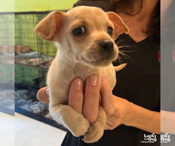 Medium Photo #5 Chihuahua-Unknown Mix Puppy For Sale in Washington, DC, USA