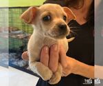 Small #4 Chihuahua Mix