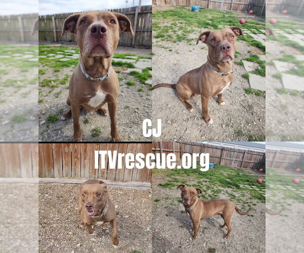 Medium Photo #2 Mutt Puppy For Sale in Evansville, IN, USA