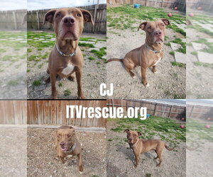 CJ - Female Mutt Dog for Adoption - Photo #2