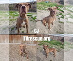 Small Photo #2 Mutt Puppy For Sale in Evansville, IN, USA