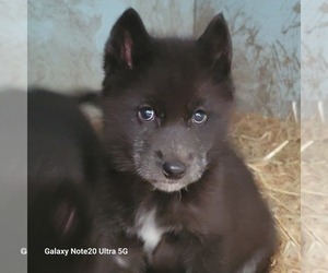 Wolf Hybrid Puppy for sale in DALTON, OH, USA