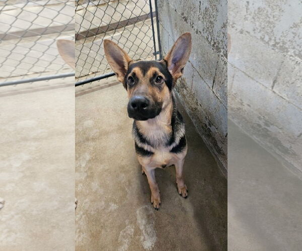 Medium Photo #2 German Shepherd Dog Puppy For Sale in El Centro, CA, USA