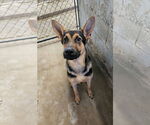 Small #1 German Shepherd Dog