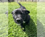 Small #2 Labrador Retriever Mix