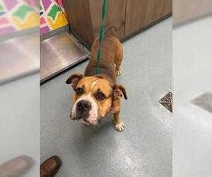 Bulldog-Unknown Mix Dogs for adoption in Baytown, TX, USA