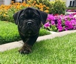 Small Photo #1 Olde English Bulldogge Puppy For Sale in POWAY, CA, USA