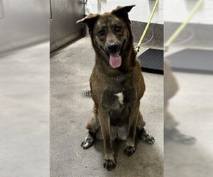 German Shepherd Dog-Unknown Mix Dogs for adoption in Forestville, MD, USA