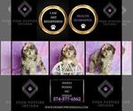 Small #7 Poodle (Miniature)