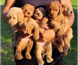 Goldendoodle (Miniature) Puppy for sale in BAKERSFIELD, CA, USA