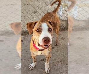 Mutt Dogs for adoption in Sacramento, CA, USA