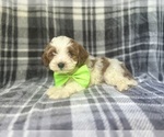Small #4 Cavapoo