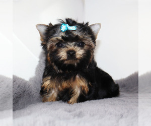 Yorkshire Terrier Puppy for sale in LOS ANGELES, CA, USA