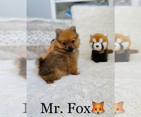 Medium Photo #2 Pomeranian Puppy For Sale in COOKEVILLE, TN, USA