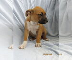 Small #2 Mutt