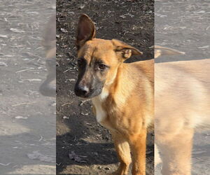 Mutt Dogs for adoption in Oakhurst, NJ, USA