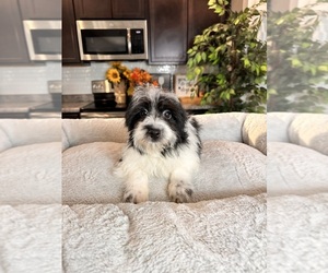 Havanese Puppy for sale in GREENWOOD, IN, USA
