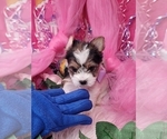 Small #3 Yorkshire Terrier