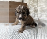 Small #18 Bernedoodle