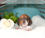 Puppy Hurley Dachshund
