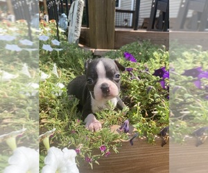 Boston Terrier Puppy for sale in FREDONIA, KS, USA
