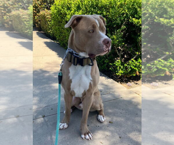 Medium Photo #26 American Staffordshire Terrier-Unknown Mix Puppy For Sale in Lake Forest, CA, USA