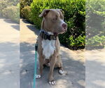 Small #25 American Staffordshire Terrier Mix