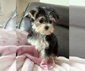 Morkie Puppy for sale in MARTINSVILLE, IN, USA