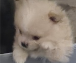 Small Photo #19 Pomeranian Puppy For Sale in MENIFEE, CA, USA